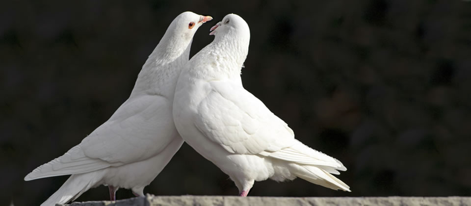 Produits naturels pour pigeons