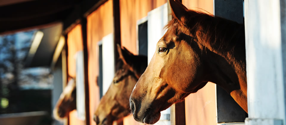 Natural products for horses